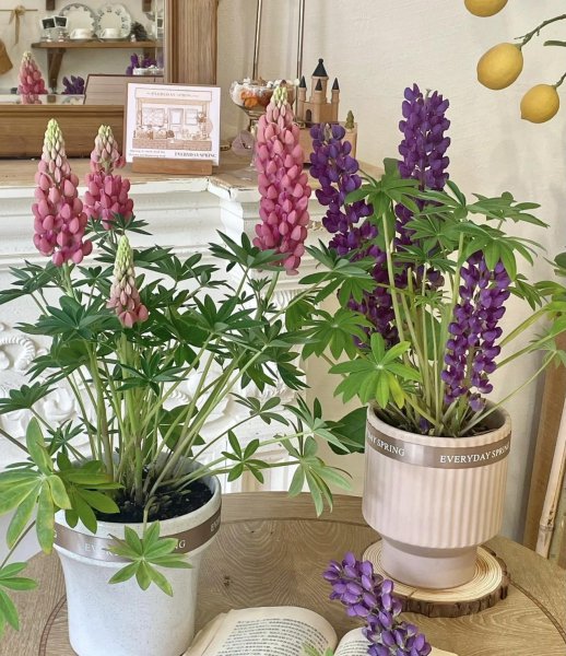 名字不好听的花卉有哪些