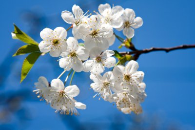 梅花几月份开花？一年开几次？ 梅花几月份凋谢