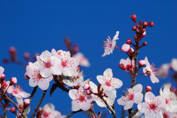 梅花几月份开花？一年开几次？