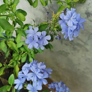 不怕秋老虎的花有哪些 盘点3种越晒4开花越旺盛的植物