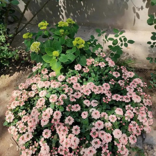 不怕秋老虎的花有哪些