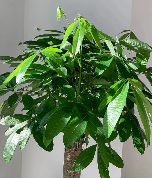 不喜欢阳光的植物有哪些