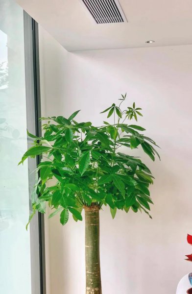 不喜欢阳光的植物有哪些