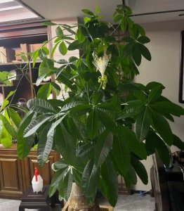 三种不容易开花的花是什么 一旦开花“喜事到” 谁养了谁赚