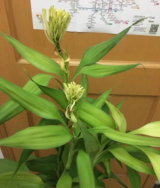 三种不容易开花的花是什么