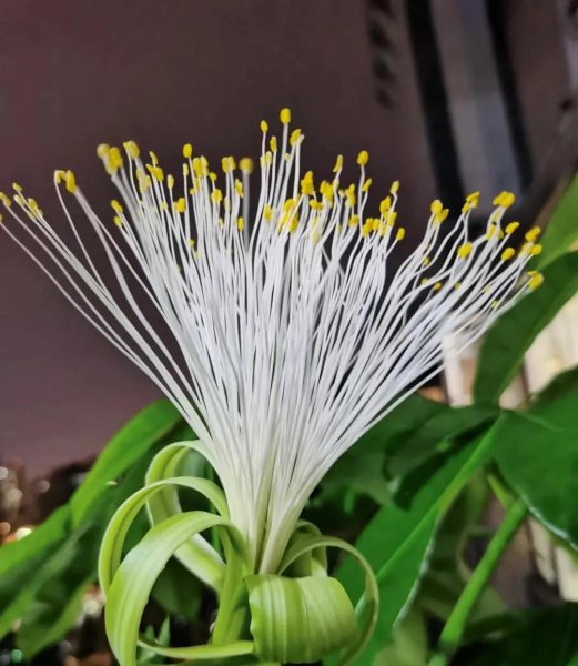 三种不容易开花的花是什么