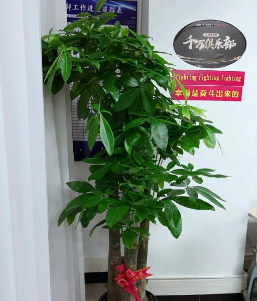 三种不容易开花的花是什么