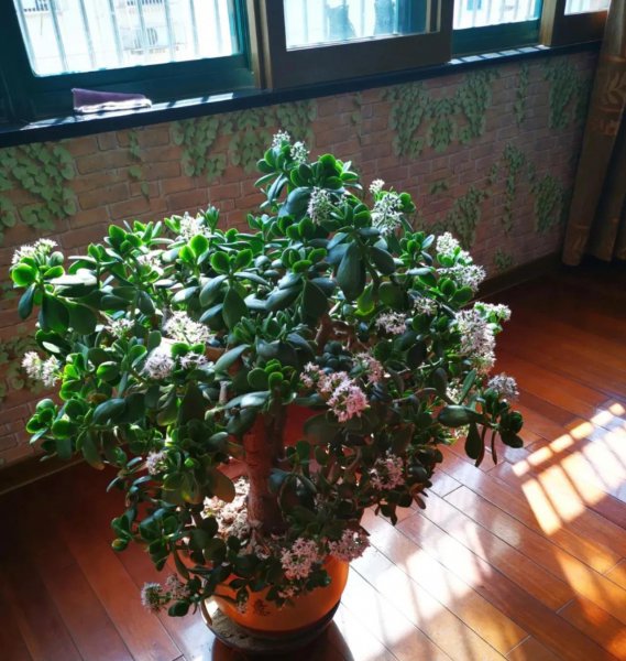 三种不容易开花的花是什么