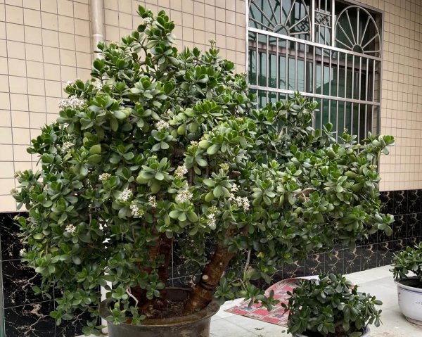 三种不容易开花的花是什么