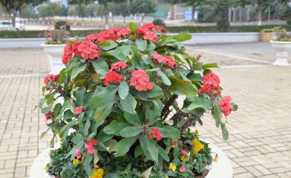 虎刺梅怎么养才能花开爆盆