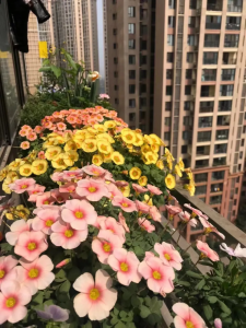阳台花架养花图片 阳台花架摆放效果图
