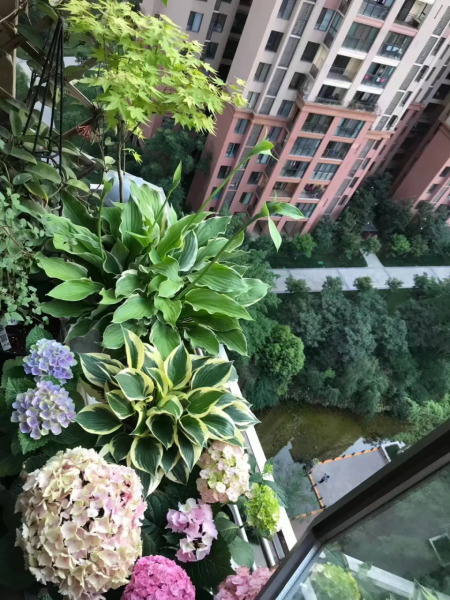 阳台花架养花图片