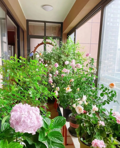 阳台花架养花图片