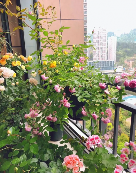 阳台花架养花图片