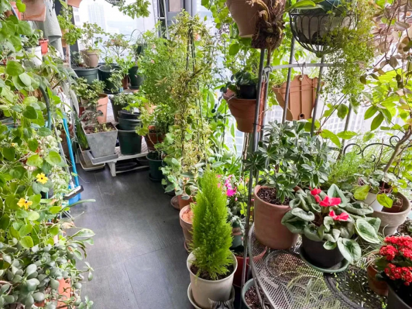 阳台花架养花图片