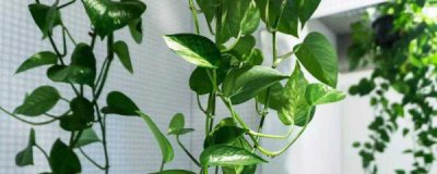 绿萝茎发黑怎么办 绿萝茎发黑的原因及救治方法