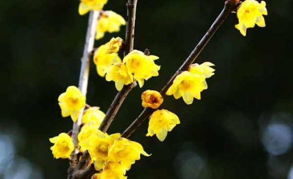 腊梅花怎样养
