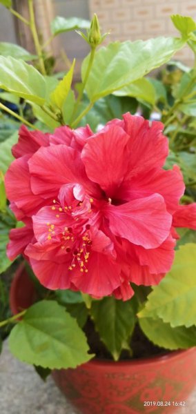 朱槿和木槿花有区别吗