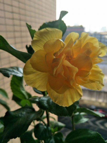 朱槿和木槿花有区别吗