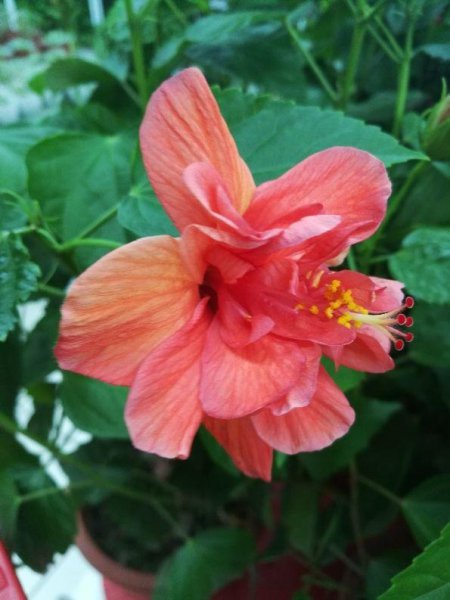 朱槿和木槿花有区别吗