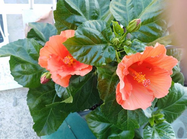 朱槿和木槿花有区别吗