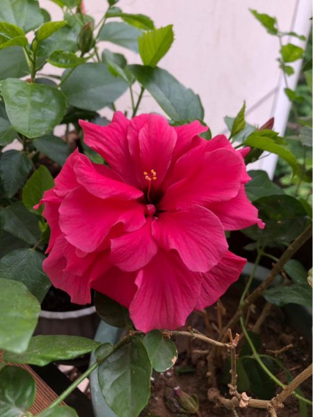 朱槿和木槿花有区别吗