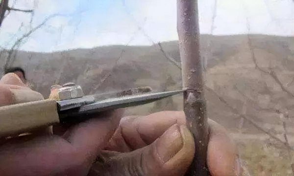 为什么给梨树划一刀产量就能提高