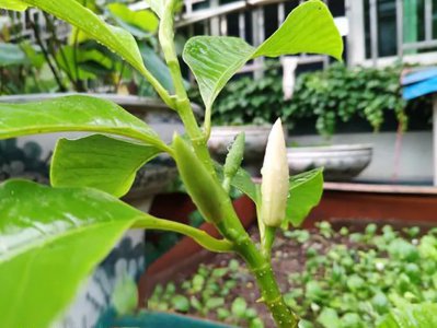白兰花白天开花还是晚上开花 白兰开花需要满足的条件