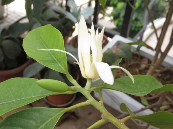 白兰花白天开花还是晚上开花