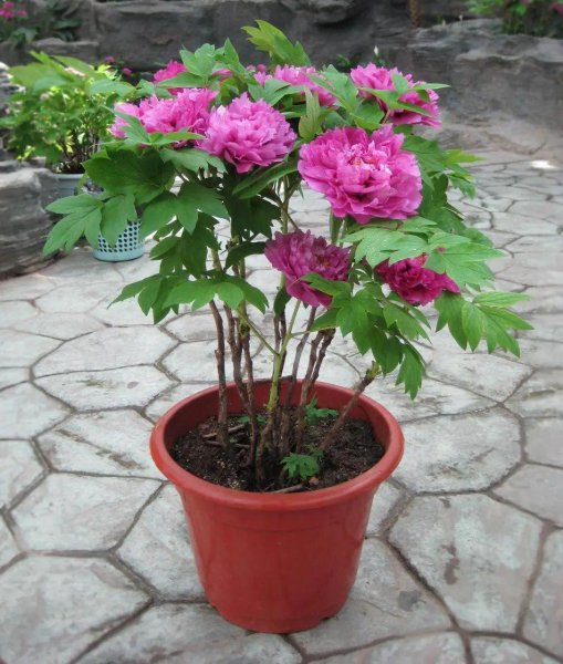 牡丹花怎么养才能安全度夏