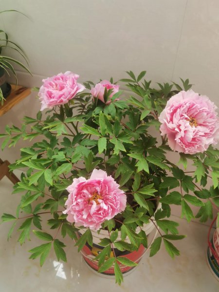 牡丹花怎么养才能安全度夏
