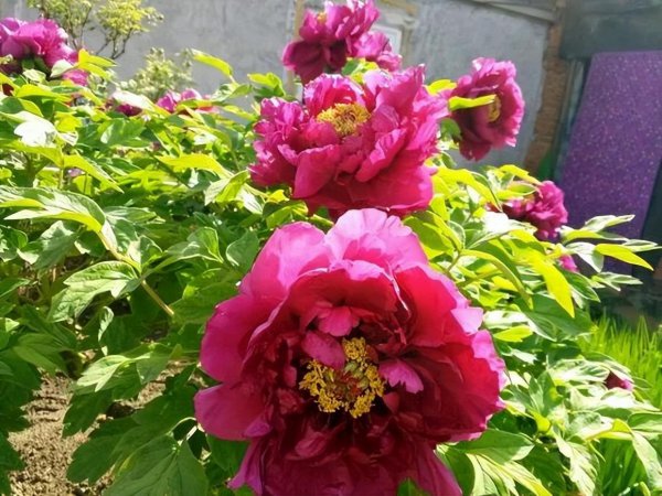 牡丹花怎么养才能安全度夏