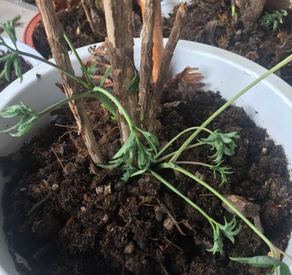 牡丹花怎么养才能安全度夏
