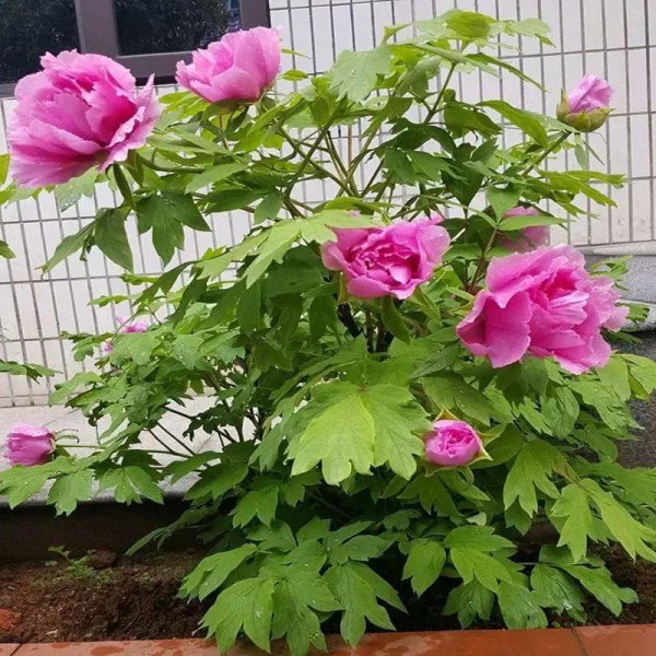 牡丹花怎么养才能安全度夏