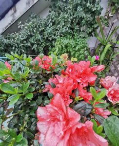 家庭养花如何应对施肥问题 关于养花施肥问题的解答