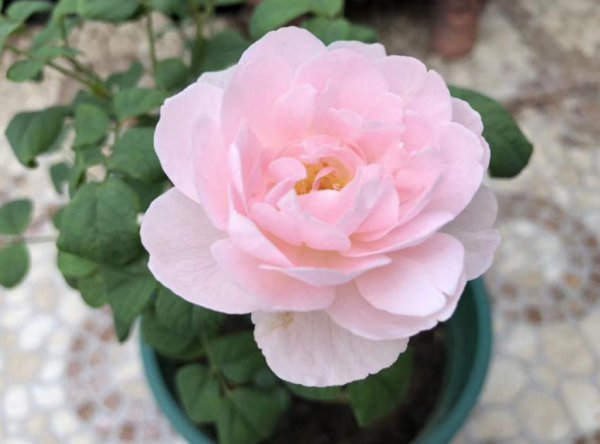 瑞典女王月季花怎么养才能开花多