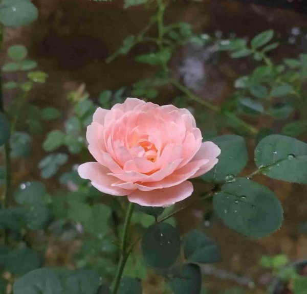 瑞典女王月季花怎么养才能开花多