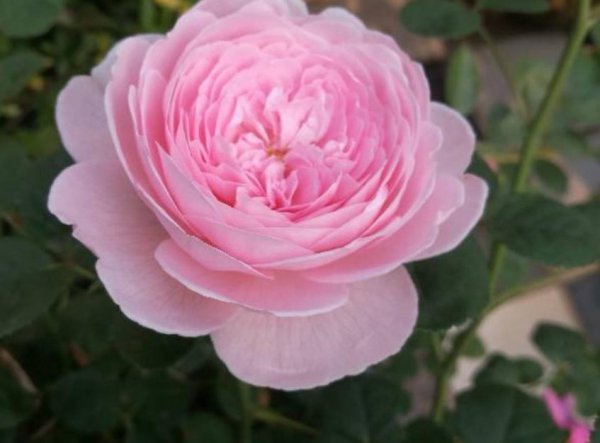 瑞典女王月季花怎么养才能开花多