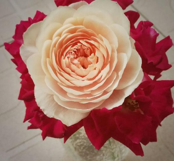 瑞典女王月季花怎么养才能开花多