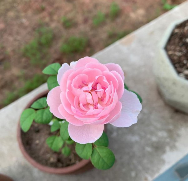 瑞典女王月季花怎么养才能开花多