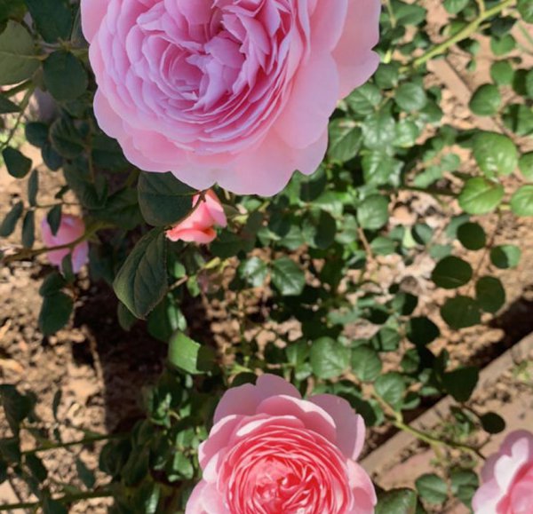 瑞典女王月季花怎么养才能开花多