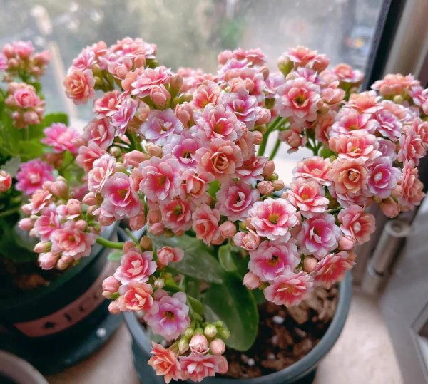 冬季养长寿花需要注意什么