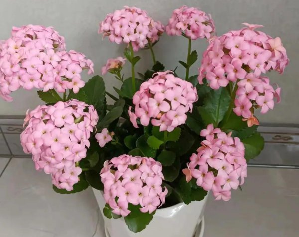 冬季养长寿花需要注意什么