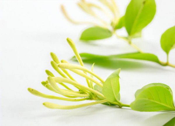 金银花长得慢怎么办