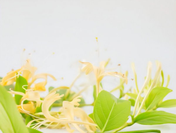 金银花长得慢怎么办