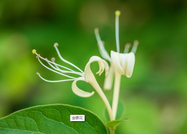金银花长得慢怎么办