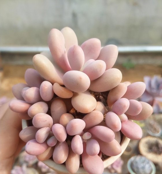 哪些多肉便宜又好养