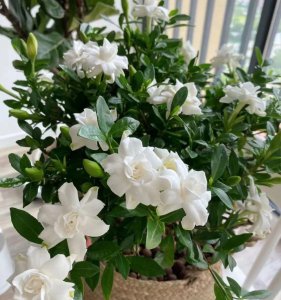 栀子花春天怎么养护 有关栀子花春季养护小妙招