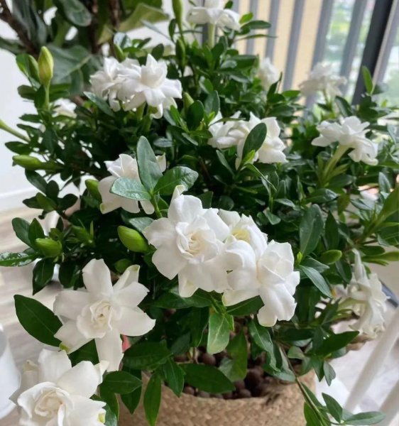 栀子花春天怎么养护