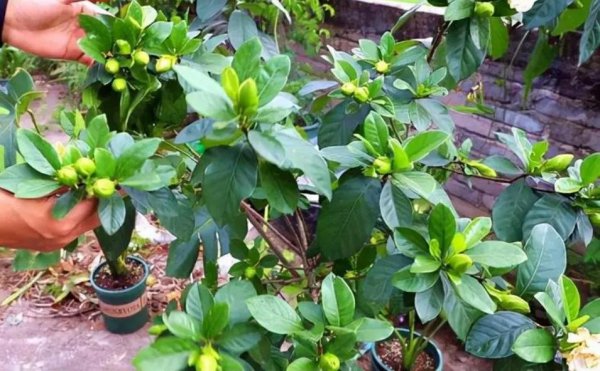 栀子花春天怎么养护